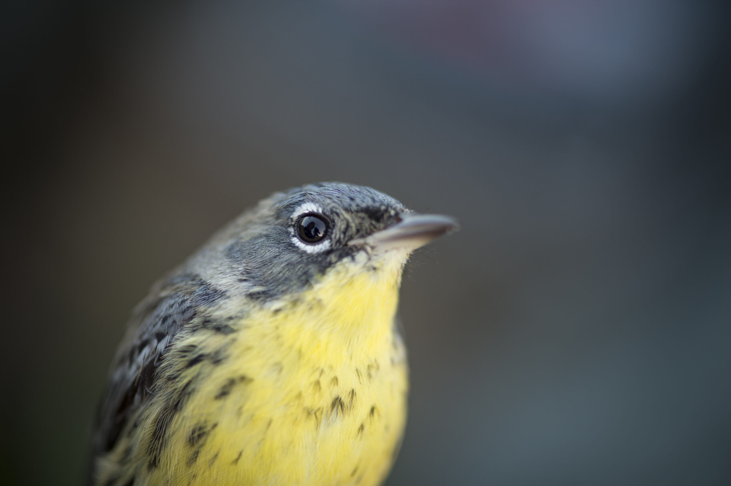 Photo by Tim Romano, Smithsonian Migratory Bird Center of Kirtland warbler