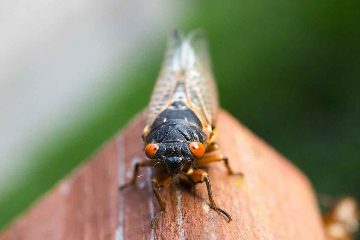 close up photo of a cicada