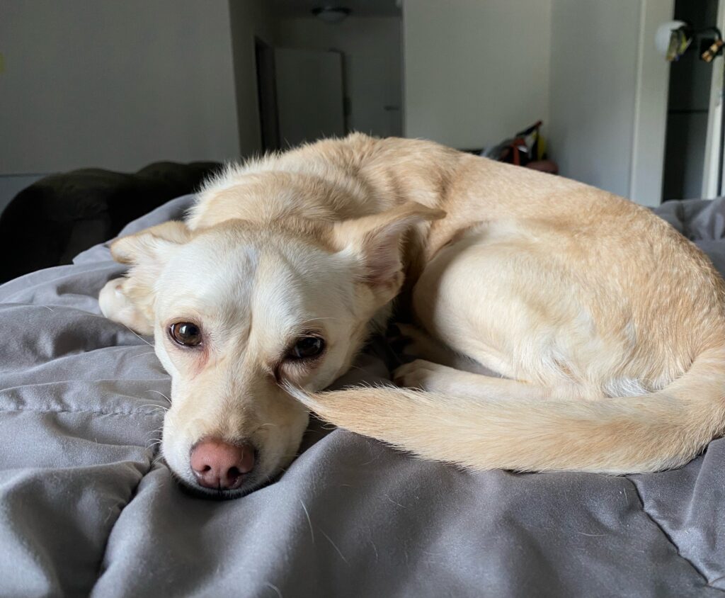 photo of adorable yellow dog curled on bed