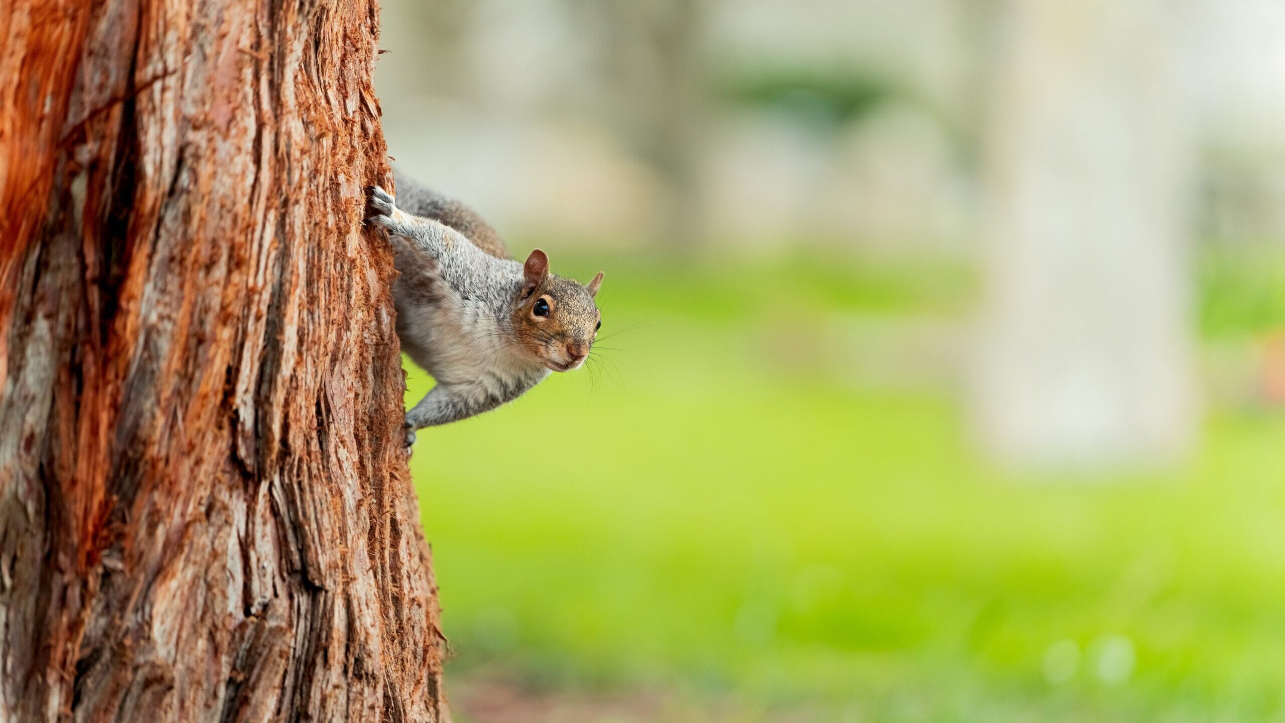 A squirrel clings to the trunk of a tree.