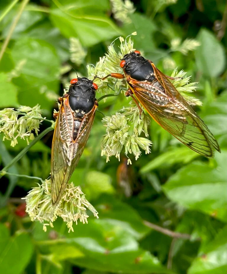 Two cicadas perch on a bright green plant. They have black bodies, red eyes, and brown, translucent wings. 
