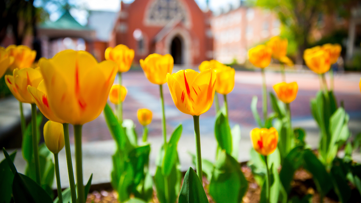 Yellow tulips tinged with blazing red bloom in the foreground of this photo. In the background is an out-of-focus chapel constructed of red brick.
