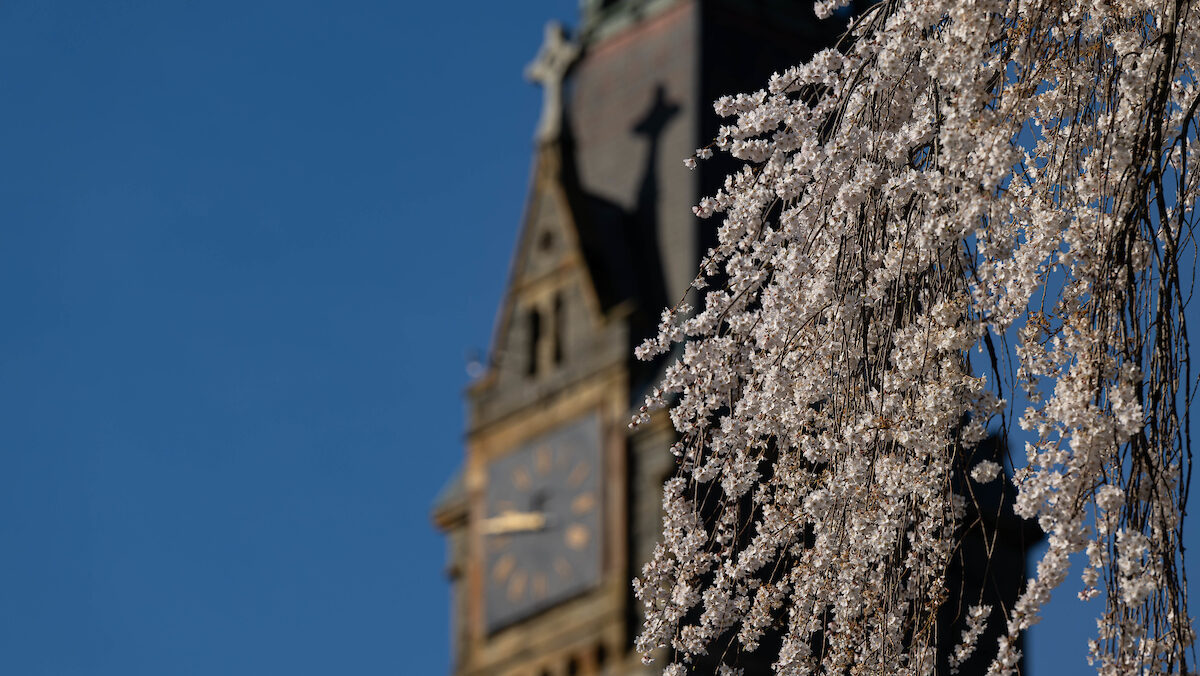 The branch of a flowering tree is in focus and in the foreground of the photo. In the background is the out-of-focus clock tower of Healy Hall against a bright blue sky.