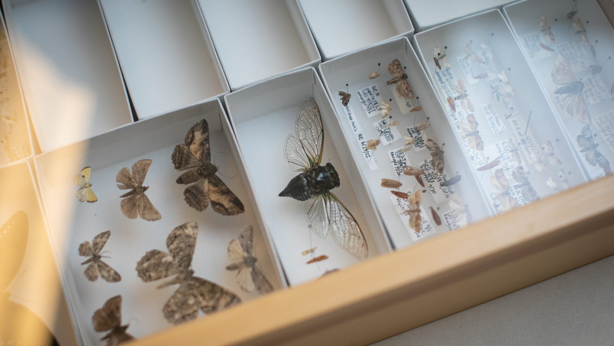 A collection of winged insects encased under glass.