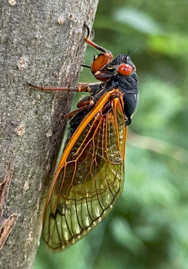 A black insect with bright red eyes and brownish orange wings. 
