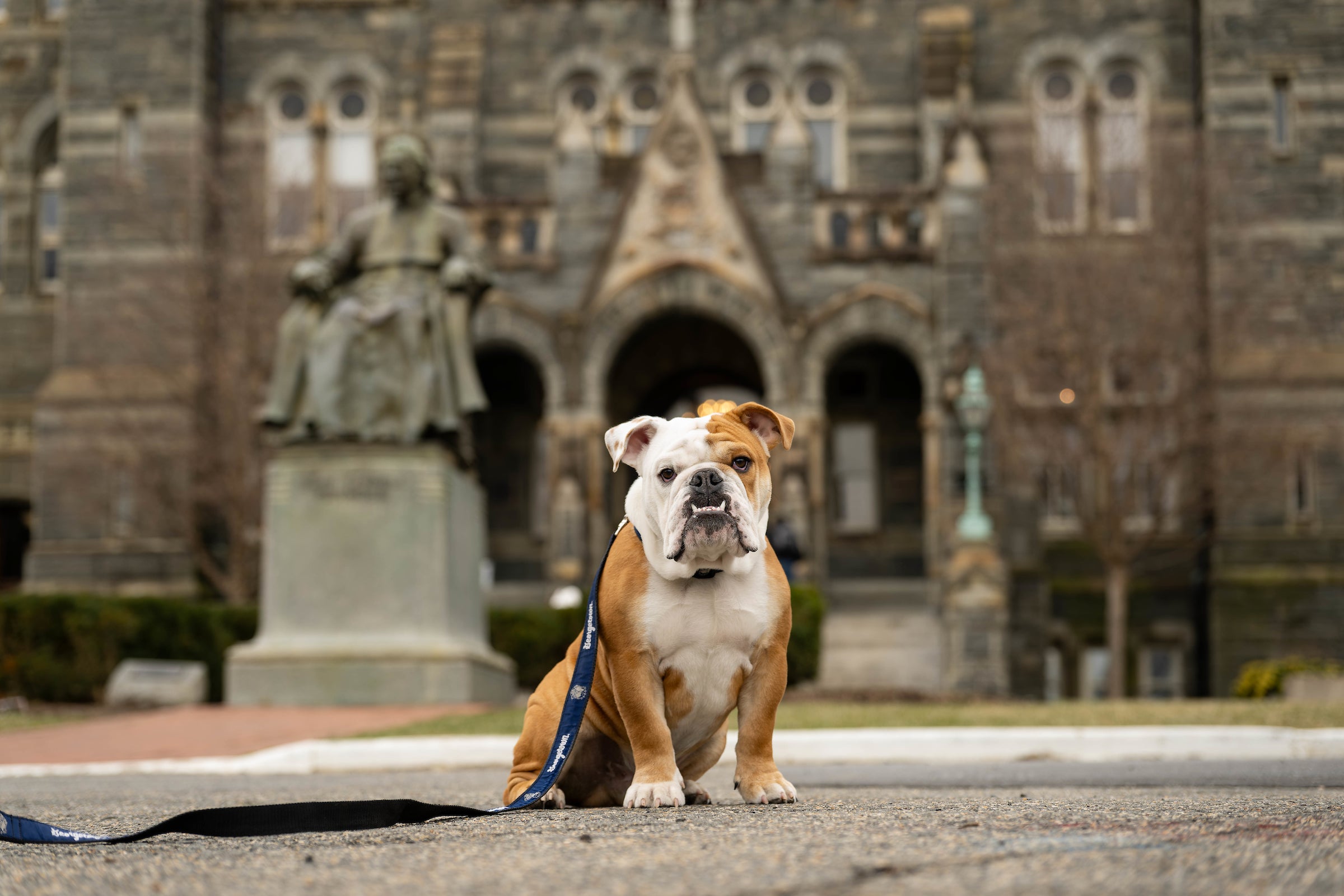 Jack the Bulldog in front of Healy Hall