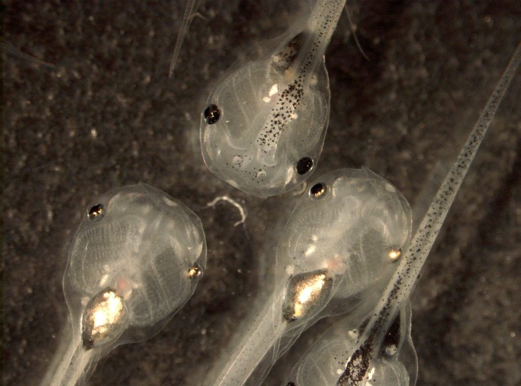 Three tadpoles are shown under a microscope. 